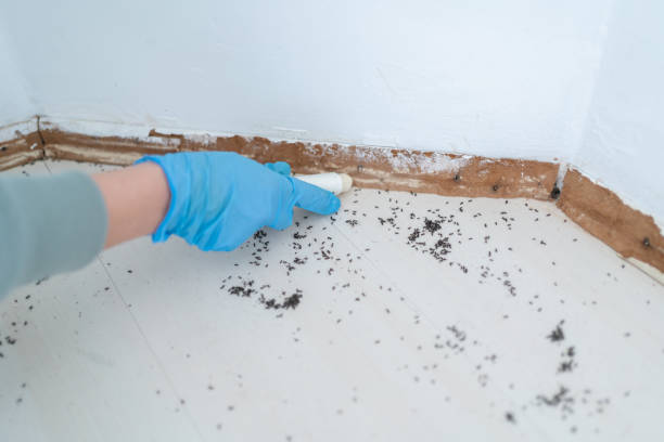 Flea Control Services in Dakota City, NE